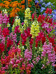 Wall Mural - Close up of colorful Antirrhinums