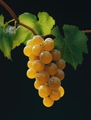 Wall Mural - Yellow Grapes on Vine