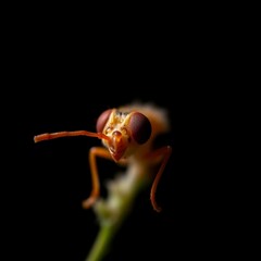 macro of a fly