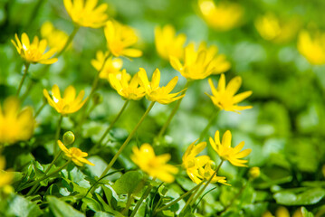 yellow lesser celandine flowers in spring on a green natural background