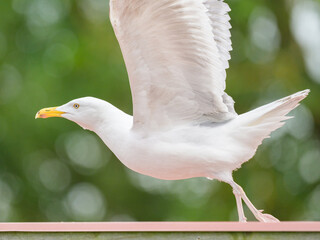 Poster - A European Herring Gull taking off a roof