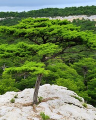 Poster - Lone Pine, Hilltop, Summer Landscape, Serenity