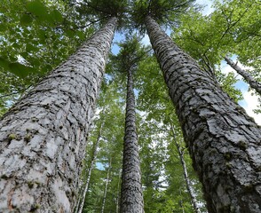 Poster - Tall trees forest summer sky nature background