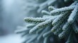 © Kristina - A close-up view of frosted pine needles glistening with a delicate layer of frost, capturing the beauty of winter.