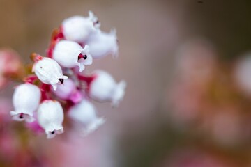 Wall Mural - Close-up of delicate white and pink flowers with a soft blurred background.l.