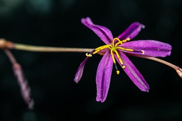 Wall Mural - Close-up of a vibrant purple flower with yellow stamens.