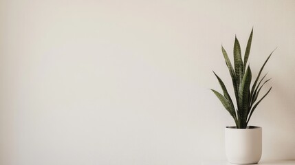 Fototapete - Minimalistic studio apartment interior featuring a serene green plant against a neutral background for modern home decor inspiration.