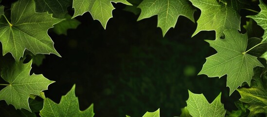Wall Mural - green maple leaves on transparent background showcasing branches perfect for seasonal themes with sp