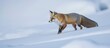 © VirtualVista - Red fox walking through snow in late afternoon glow with clear space for adding text or graphics on the side.