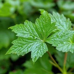 Poster - Close-Up View of Vibrant Green Leaf Showcasing Intricate Texture and Natural Beauty in Nature