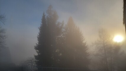 Naklejka na meble To the right, a blurred disk of the sun appears in the fog among the trees