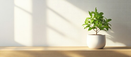 Poster - Green Indoor Plant in White Pot on Sunlit Wooden Ledge with Natural Daylight and Empty Space for Text or Branding