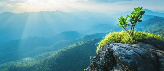 Wall Mural - Scenic mountain view from a cliff featuring a green plant with soft sunlight and empty space for text ideal for nature and travel themes.