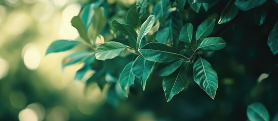 Canvas Print - Green leaves on tree with blurred background and space for text representing freshness and nature in a tranquil setting