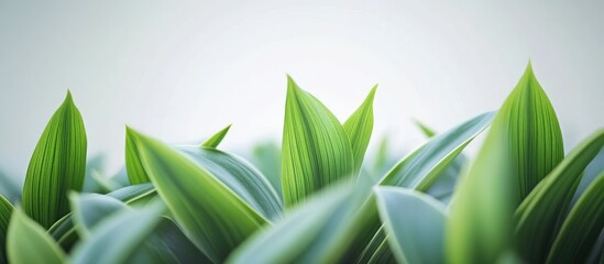 Canvas Print - Vibrant green leaves of ornamental plant creating a natural backdrop with ample space for text and design elements in a calming setting