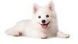 © Stocker - Adorable American Eskimo Dog Smiling on White Background. Generative AI