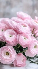 Wall Mural - Beautiful arrangement of pink ranunculus flowers in soft lighting highlighting delicate petals and vibrant colors, perfect for spring decoration