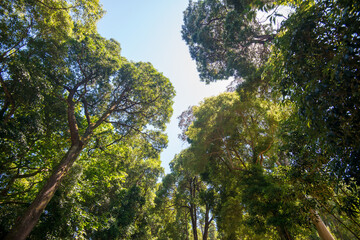 Wall Mural - Looking up at tall trees in a forest.