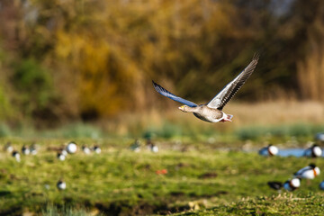 Wall Mural - Greylag Goose, Anser anser, bird in flight over winter marshes