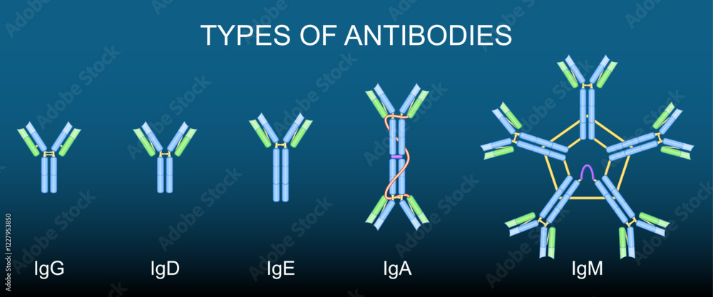 Types of antibodies. Immunoglobulin anatomy Ig, IgA, IgE, IgD, IgG, IgM ...
