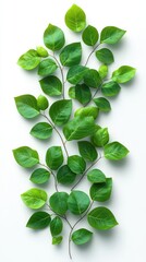 Wall Mural - Lush green leaves, arranged, white background, spring freshness