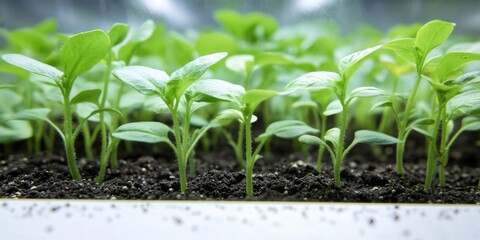 Sticker - A bunch of young plants are growing in the dirt. They are all green and are lined up next to each other. The dirt is brown and the plants are just starting to sprout