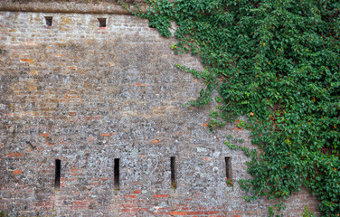 Wall Mural - Old ancient brick stone wall texture background with ivy plant