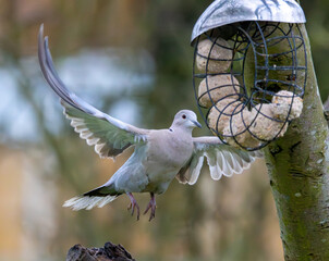 Wall Mural - Collared dove in an English garden. British wild bird.