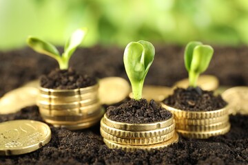 Wall Mural - Stacks of coins with green plants on soil against blurred background, closeup. Money growth concept