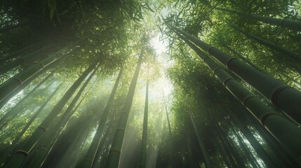 Wall Mural - Serene bamboo forest  an upward view of tall stalks bathed in sunlight and nature s harmony