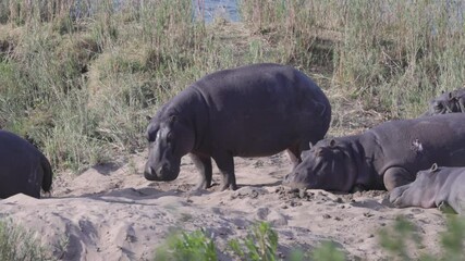 Wall Mural - a herd of hippopotamus on the banks of the oliphants river at balule nature reserve of kruger national park in south africa
