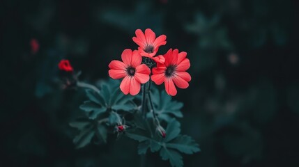 Sticker - Three Coral Flowers Bloom Against Dark Green Foliage