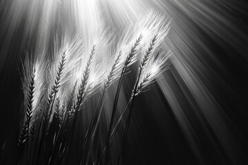 Poster - Rays of light illuminating golden ears of wheat in a serene black and white setting. Generative AI