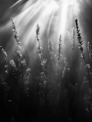 Aufkleber - Light rays illuminate golden ears of wheat in a serene countryside setting during the golden hour. Generative AI