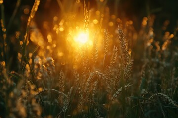Aufkleber - Rays of sunlight illuminating golden ears of wheat in a tranquil countryside setting during golden hour. Generative AI
