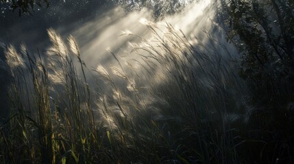 Aufkleber - Sunlight filters through golden ears of wheat in a serene countryside landscape at dawn. Generative AI