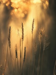 Leinwandbilder - Golden rays illuminating swaying ears of wheat in a tranquil field at dawn. Generative AI
