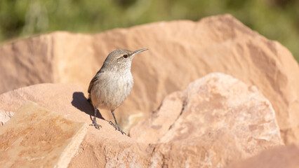 Wall Mural - A Rock Wren perches on a slab of sandstone on a sunny day in Hurricane Utah, USA, looking towards the right.