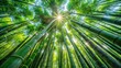 © Praphunsak - Dense foliage of green bamboo stalks stretching towards the sky with sunlight filtering through the gaps in the forest canopy, green bamboo forest, serene atmosphere