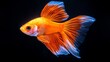 © Paul - Close-up of an orange and white Siamese fighting fish gracefully swimming on a deep black background, perfect for elegant aquatic themes