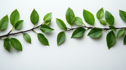 Wall Mural - Green branch with leaves on white background for spring design