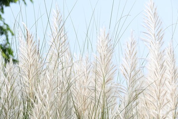 Naklejka na meble Saccharum spontaneum flower. Its other names wild sugarcane and Kans grass. Its grass native to the Indian Subcontinent. It is a perennial grass,growing up to three meters in height.