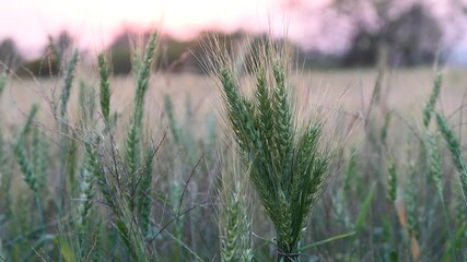 Wall Mural - Green wheat (Triticum) field. wheat grain. Wheat field at sunset with vibrant sky in the background, Agricultural