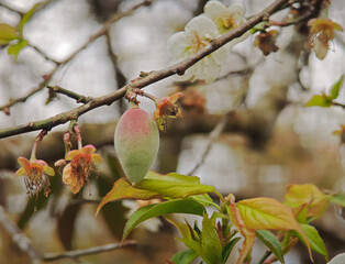 Sticker - tiny plum fruit on tree