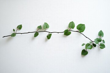 Wall Mural - Branch with Green Leaves on White Wall