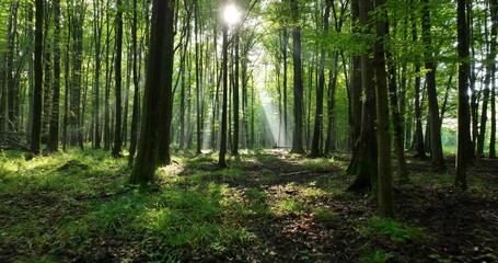 Wall Mural - morning in the forest