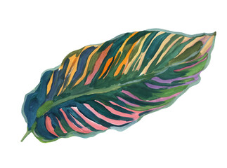 Variegated colored tropical leaf isolated on white background. Hand drawn gouache illustration. Tropical plant