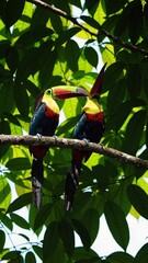Aufkleber - A pair of toucans sharing a branch, with their oversized beaks touching and vibrant feathers contrasting the green foliage.
