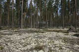 Pine (Pinus sylvestris) forest and Reindeer Lichen or Caribou Moss (Cladonia rangiferina), Sweden, Europe