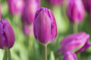 Wall Mural - Close up of purple tulip in bloom, Keukenhof Gardens Exhibit, Lisse, South Holland, The Netherlands, Europe